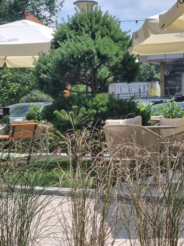 Matcha drinks and outdoor vibes at a cafe