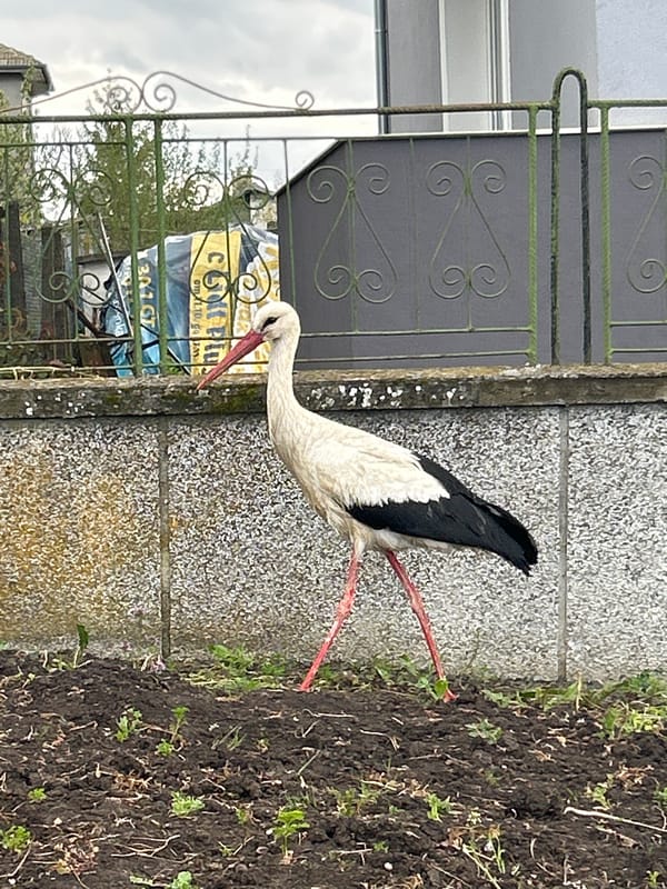 White Stork spotted in residential Tvarditsa, Bulgaria