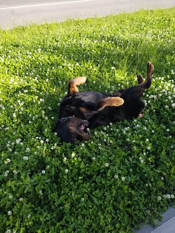 Dog relaxes in gardens of Horishni Plavni, Ukraine