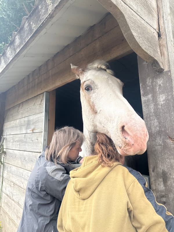 Routine horse care and construction activities observed at Belgian stable