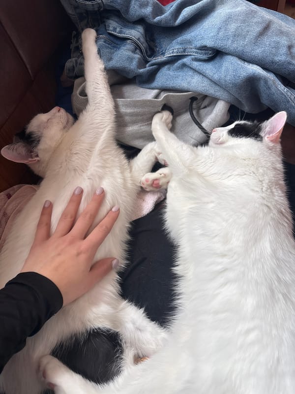 Indoor moments in Sofia: peace signs, cats, drinks