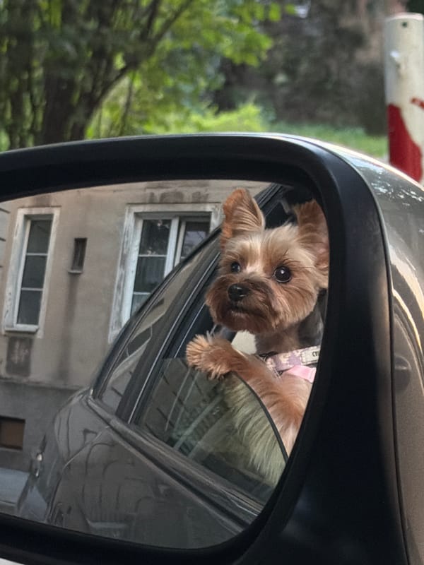 Dressed-up Yorkie rides shotgun through Warsaw