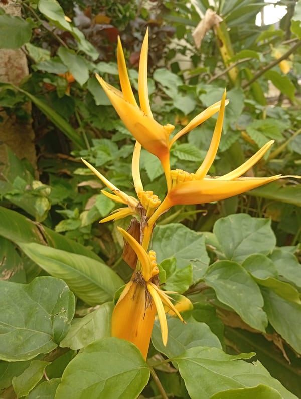 Garden life in Gura Top: plants, flowers, and animals up close