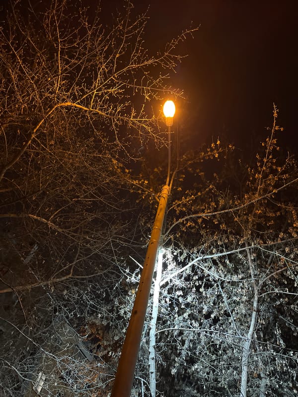 Street lamp illuminates bare branches in nighttime urban scene