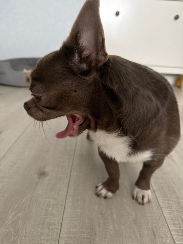 Baby draws with pen while wearing animal-themed outfit