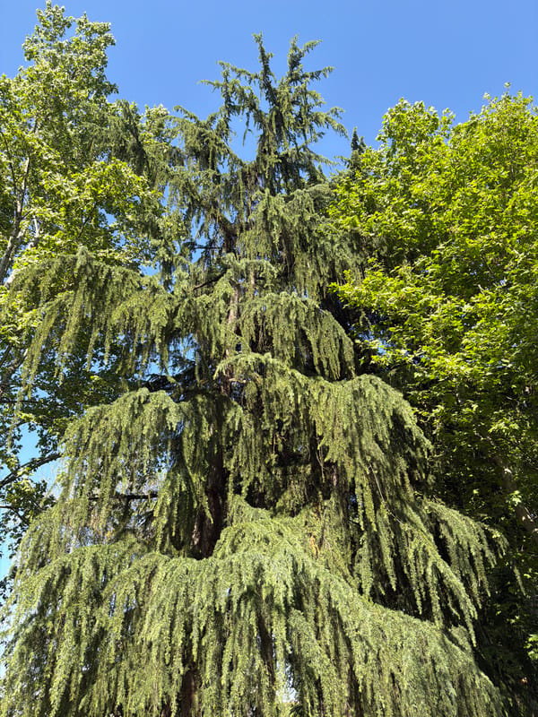 Clear skies frame tree canopies in Milan afternoon view