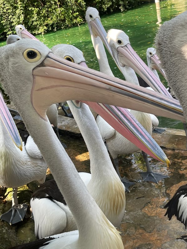Pelicans at Ragunan Wildlife Park, South Jakarta