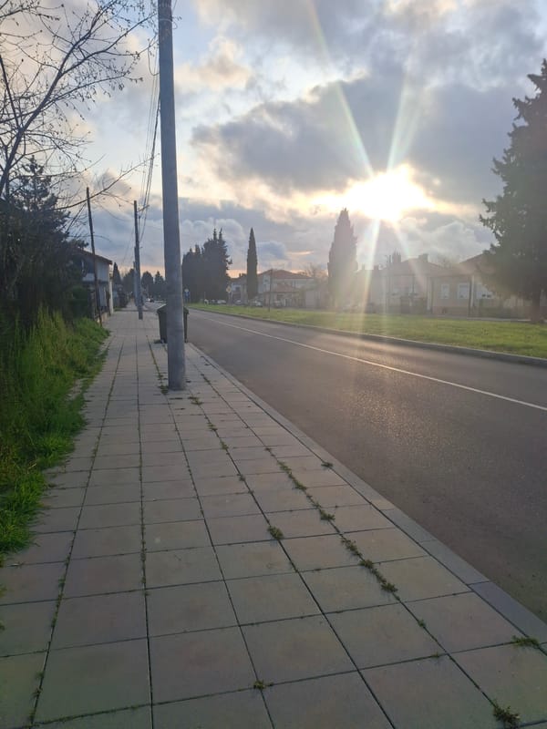 Morning observations capture urban sidewalk and indoor tulip arrangement