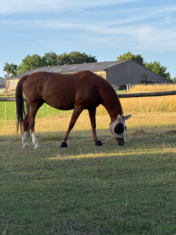 Masked horse grazes in a fenced pasture