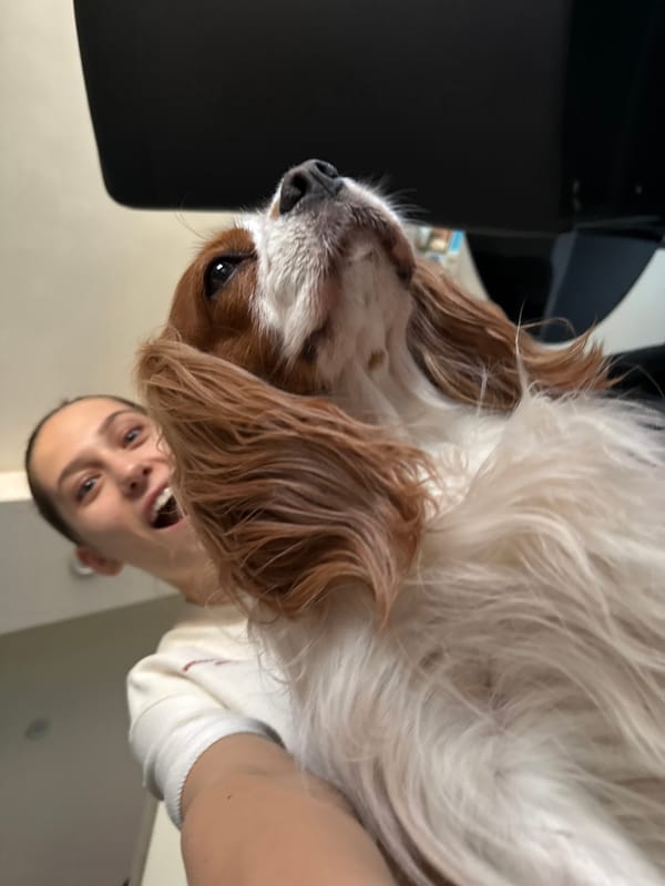 Lazy afternoon in Sofia with a very photogenic Cavalier Spaniel