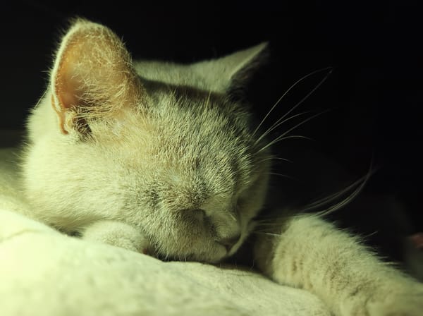 Gray cat napping and lounging at home in Ternopil