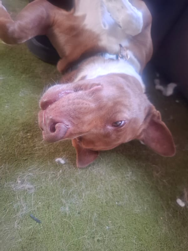 Dog relaxes on carpet in Naucalpan de Juárez