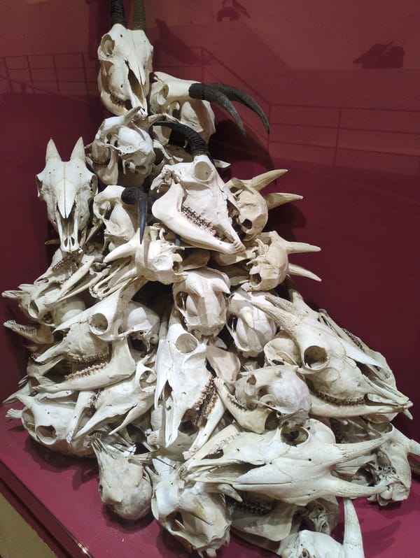 Museum visitor documents natural history exhibits in Daejeon