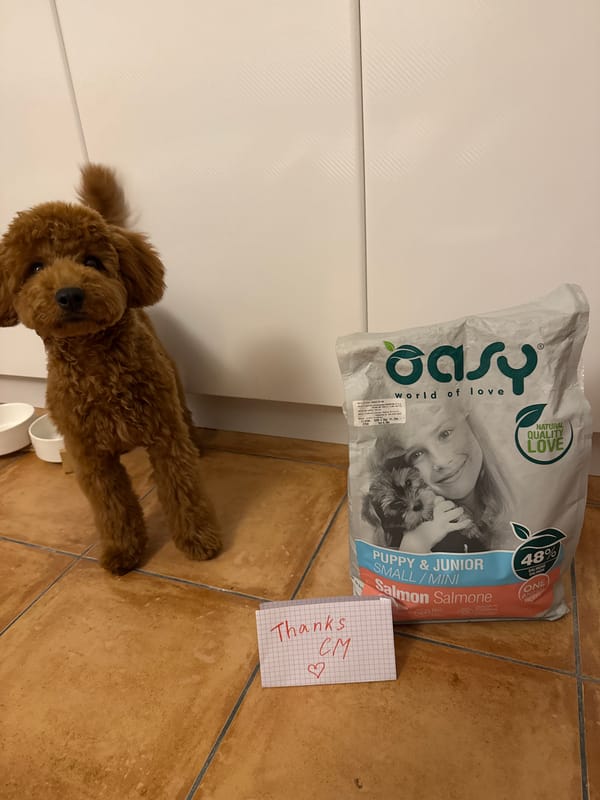 Poodle receives puppy food gift with thank-you note in Montenegro