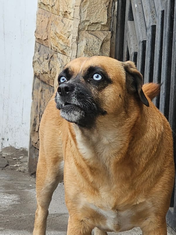 Blue-eyed tan dog spotted in Iquique draws attention