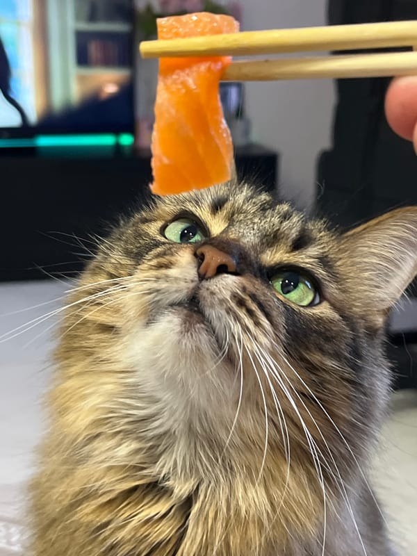 Tabby cat lounges, poses, and snacks on salmon at home
