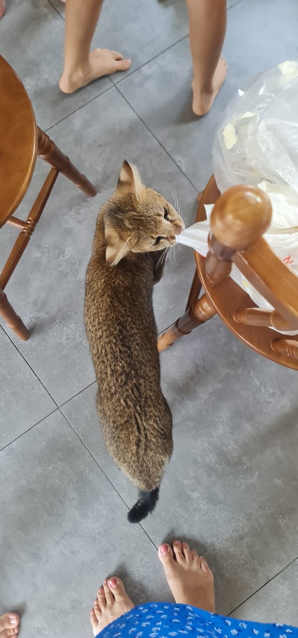 Two cats spotted resting on chairs in Đà Nẵng