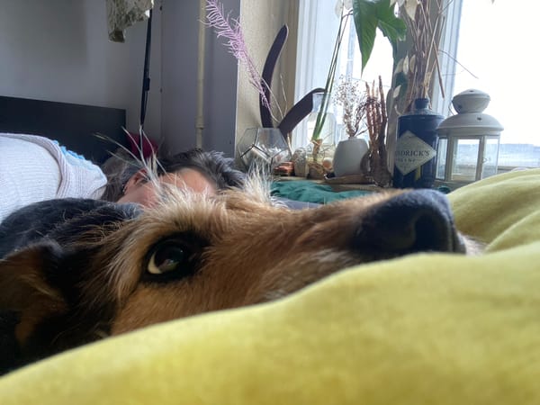 Dog peers from yellow cloth near Moscow window