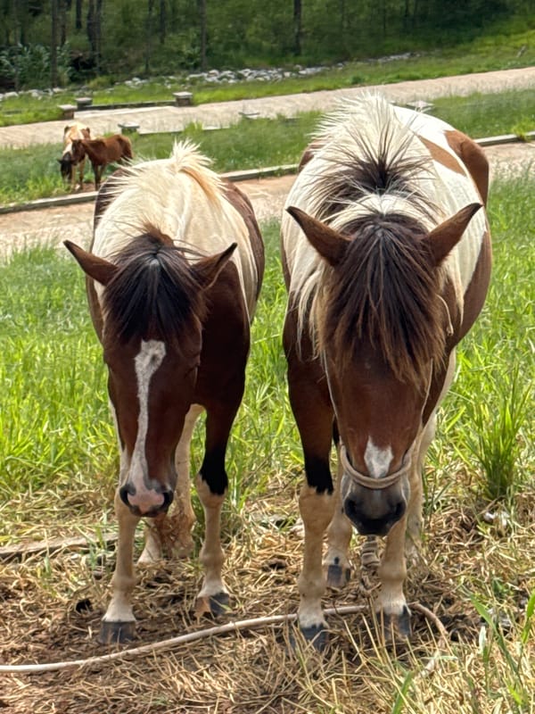 Horses grazing and standing near a forest path in Da Lat