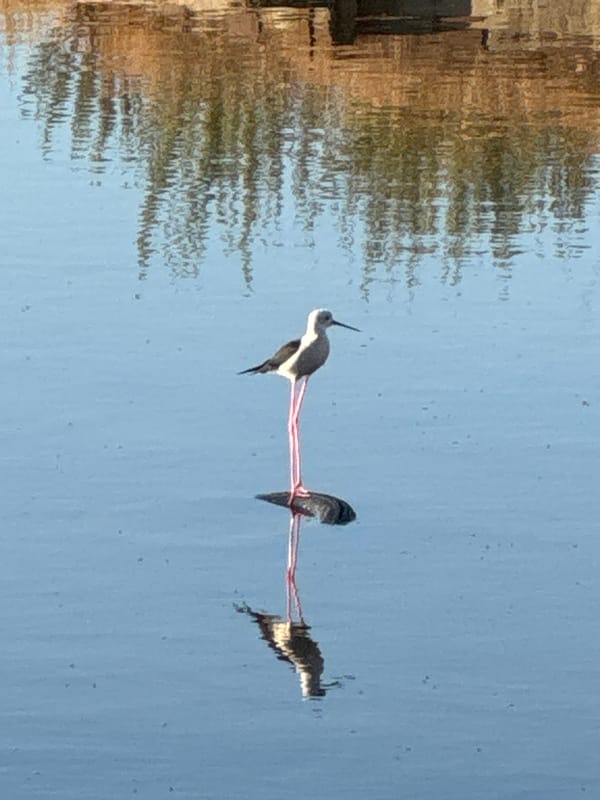 Three red-stringed birds caught mid-flight in a water reflection