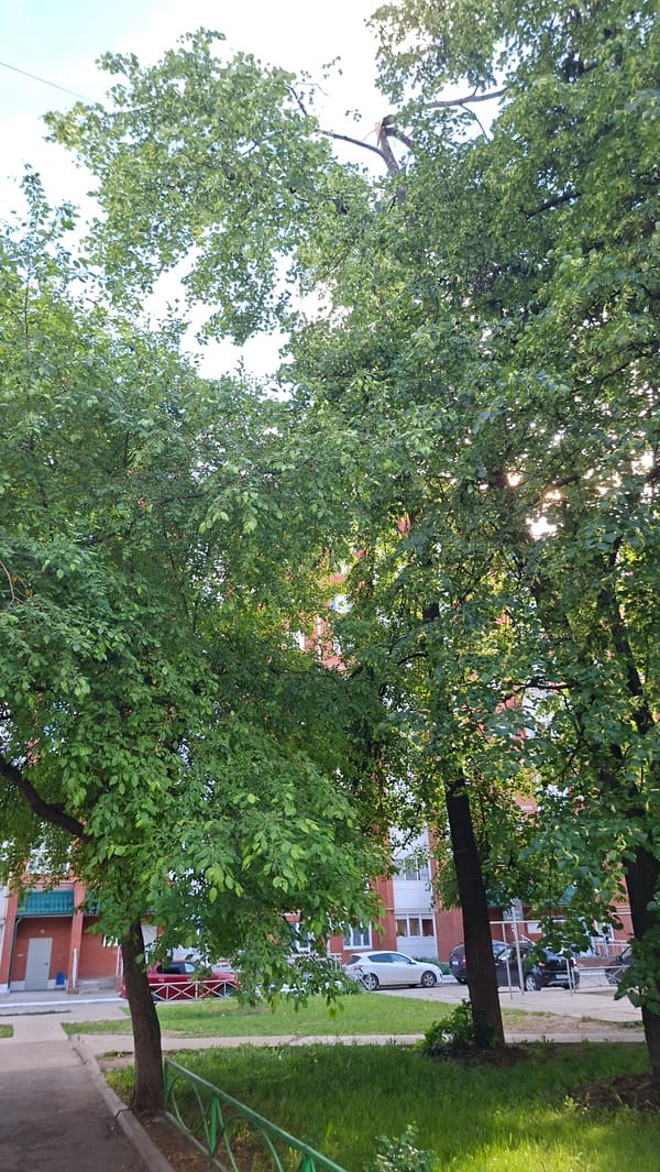 Daily life moments documented across Chaikovsky, Russia summer afternoon