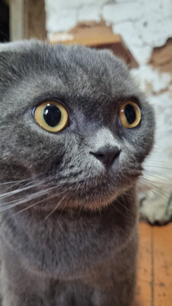 Grey Scottish Fold cat, various moods, Vysokoe