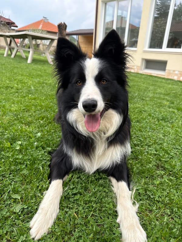Spring day documented in Berkovitsa: dog, blooms, streets
