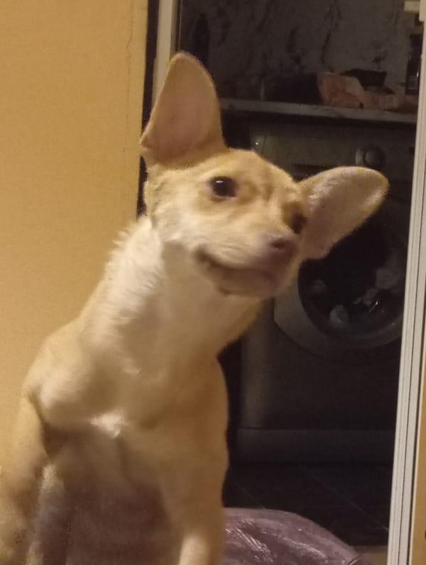 Tan dog photographed looking upward in Vidin, Bulgaria