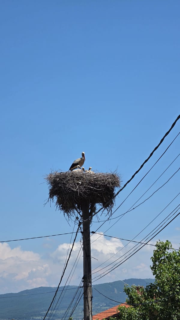 Morning life captured in Pernik: storks, residents, everyday moments