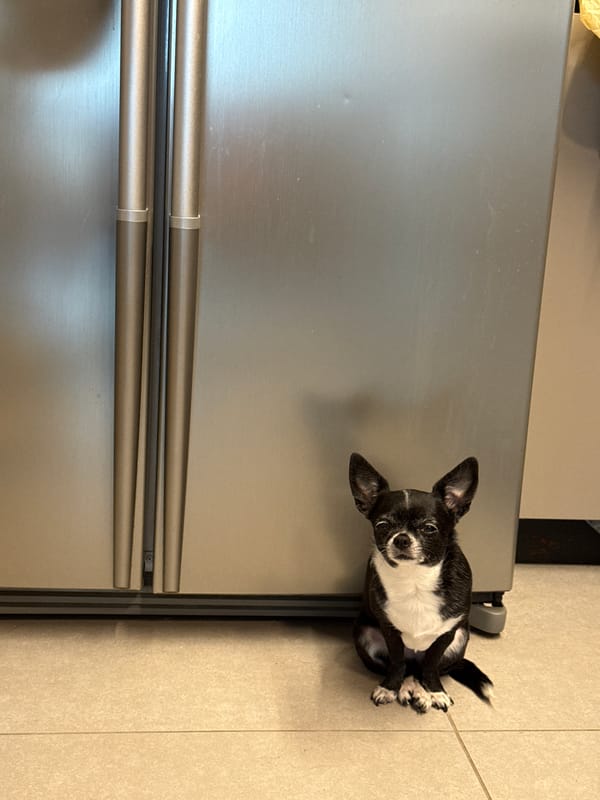Chihuahua spotted resting beside refrigerator in Tel Aviv home