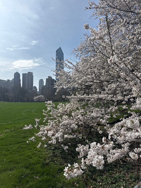 Spring blooms and sunlit paths captured in Central Park