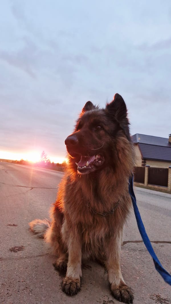 Dog rests on roadside during sunset in Otchor, Russia