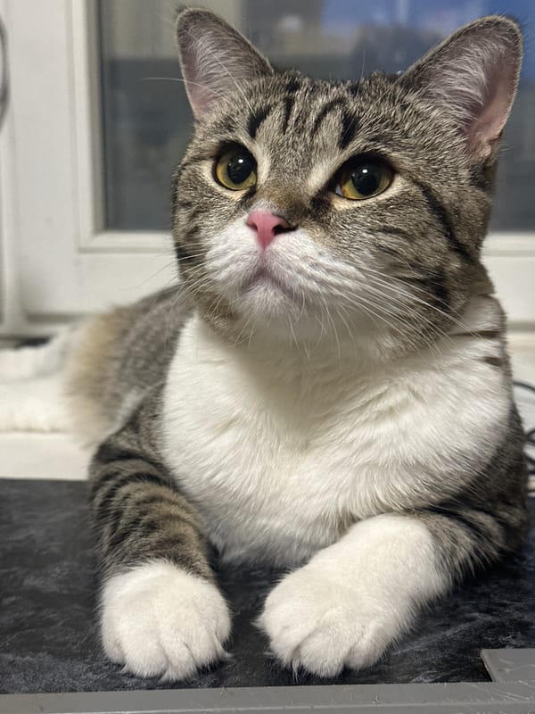 Quiet domestic moments captured in Chaikovsky home