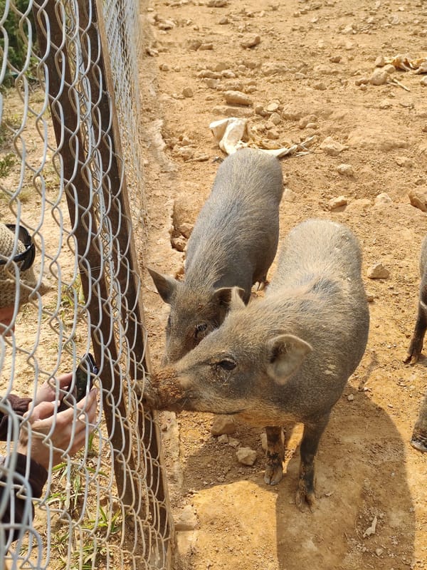 Rural morning scenes documented in Lạc Dương, Vietnam highlands
