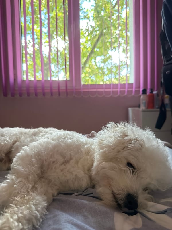 Fluffy white dog napping on a bed in Blagoevgrad