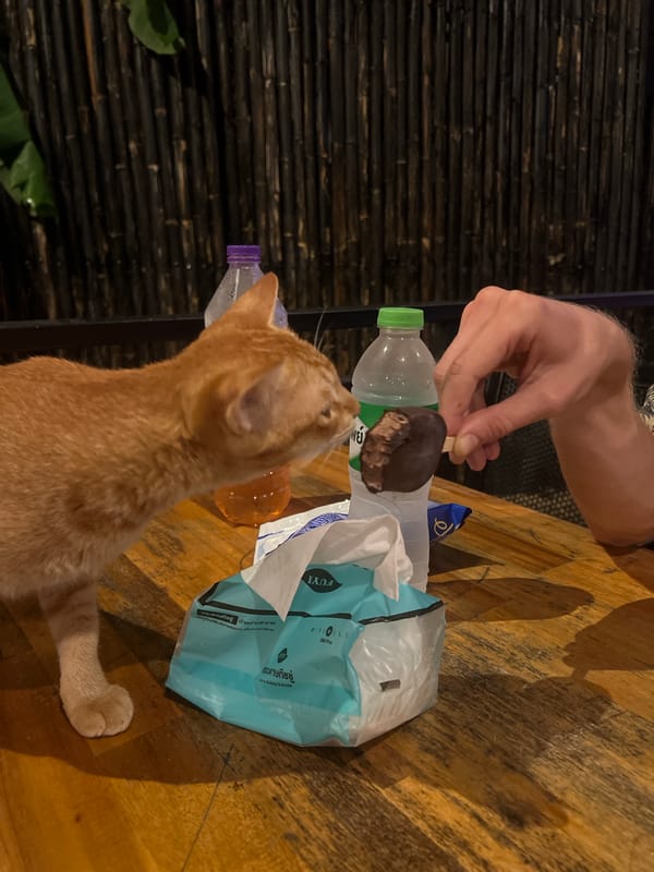 Cats and company at a laid-back Wichit outdoor spot