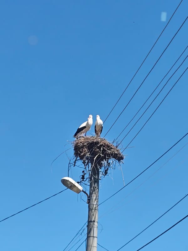 Stork nests on utility pole in Kulata, Bulgaria