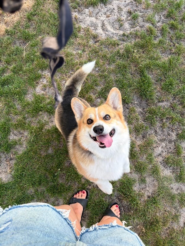 Corgi, wine, and a quiet German village evening