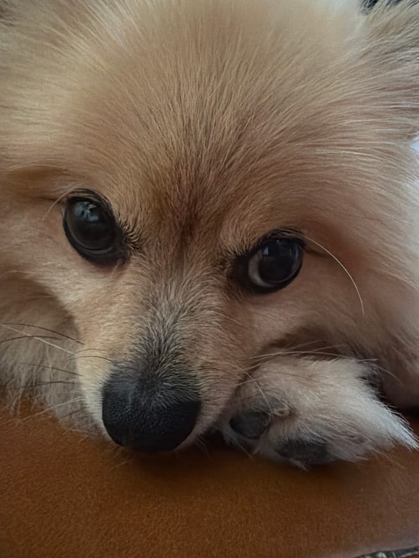 Pomeranian resting at home, Torrevieja