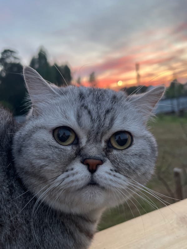 Evening life documented in Chaikovsky: cats, sunset, yard work