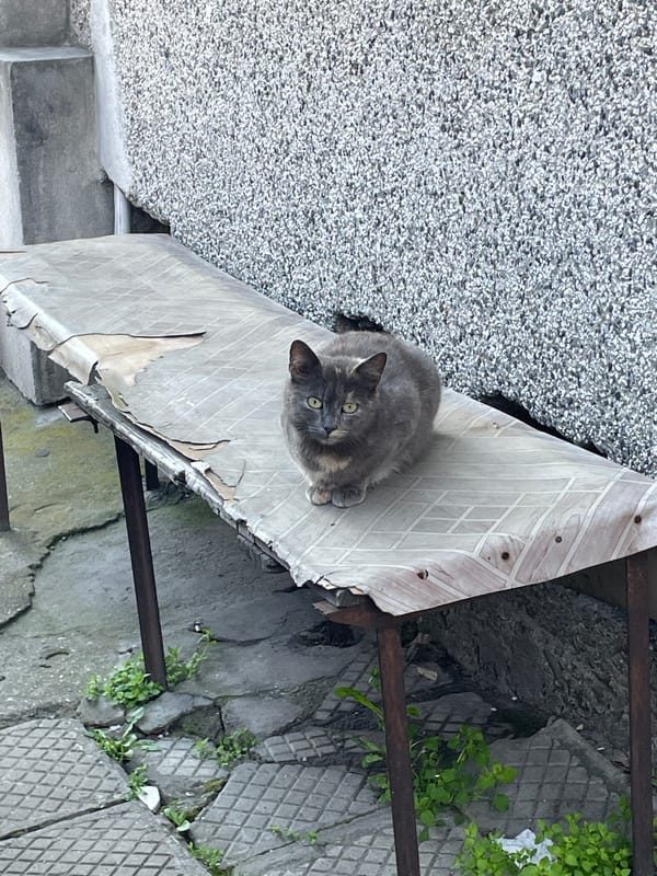 Morning observations capture cat and flag-lined street in Veliko Tarnovo