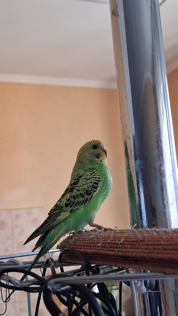 Artist documents creative afternoon with pet budgie in Tolyatti