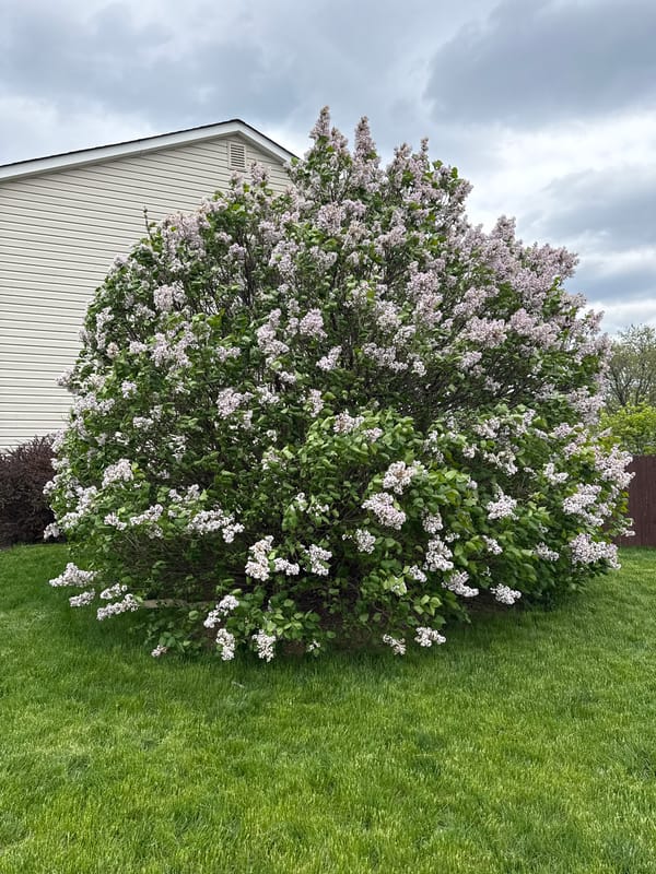 Spring afternoon documented across suburban Columbus neighborhoods