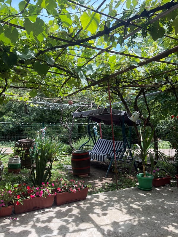 A Bulgarian backyard garden in full summer swing