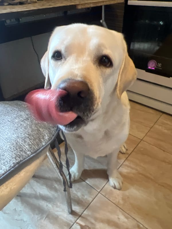 Labrador enjoys yogurt container treat in Mytishchi kitchen