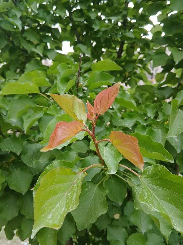 Spring flora documented in Quetta gardens Friday afternoon