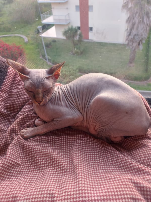 Sphynx cat spotted resting by window in Figueira da Foz