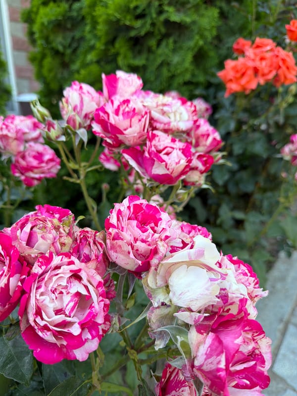 Afternoon stroll through a colorful rose garden