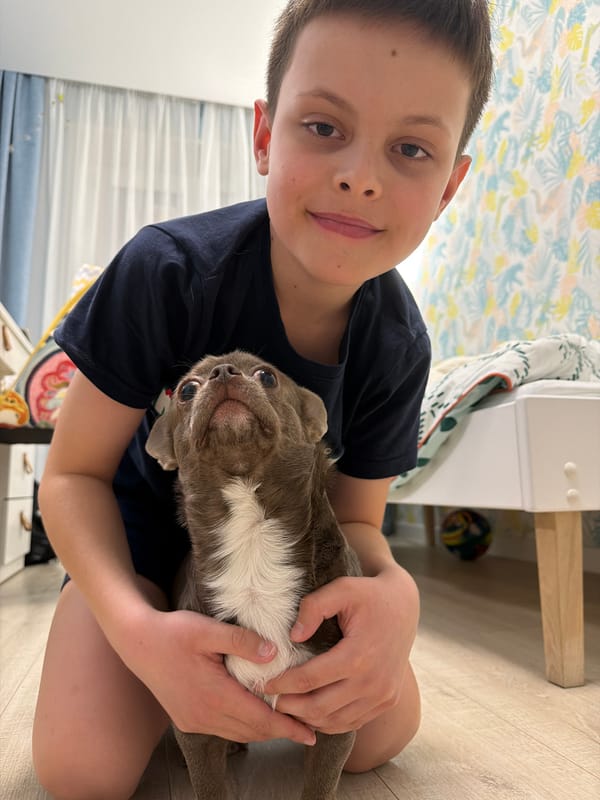Chihuahua photographed on wooden floor in Votkinsk, Russia