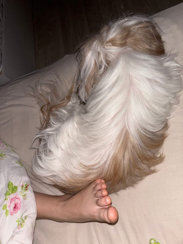 Dog rests on bed beside human in Izhevsk
